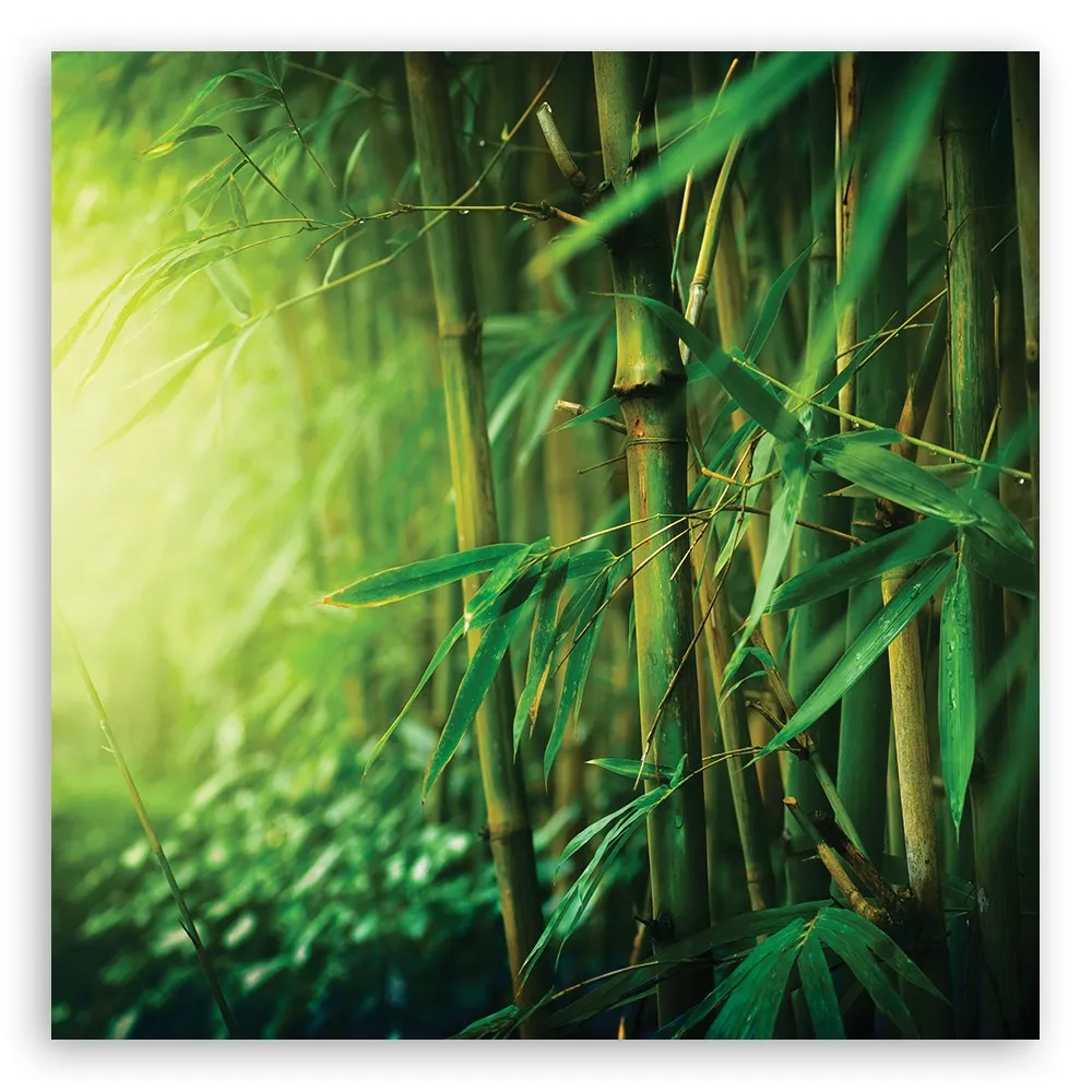 Quadro su tela, Bamboo nella giungla